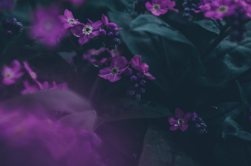 dark, emotion, nature, leaves, green, purple, spring
