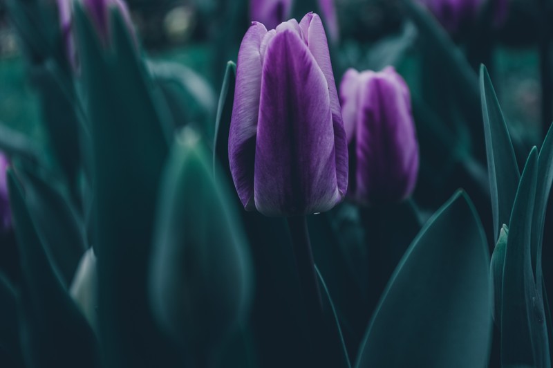 dark, emotion, nature, leaves, green, tulips, purple, spring
