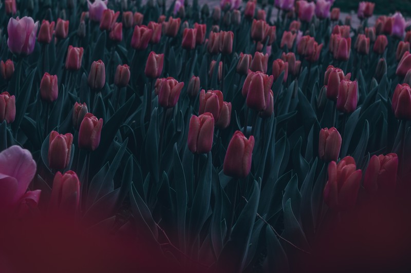 dark, emotion, nature, leaves, green, tulips, red, pink, spring