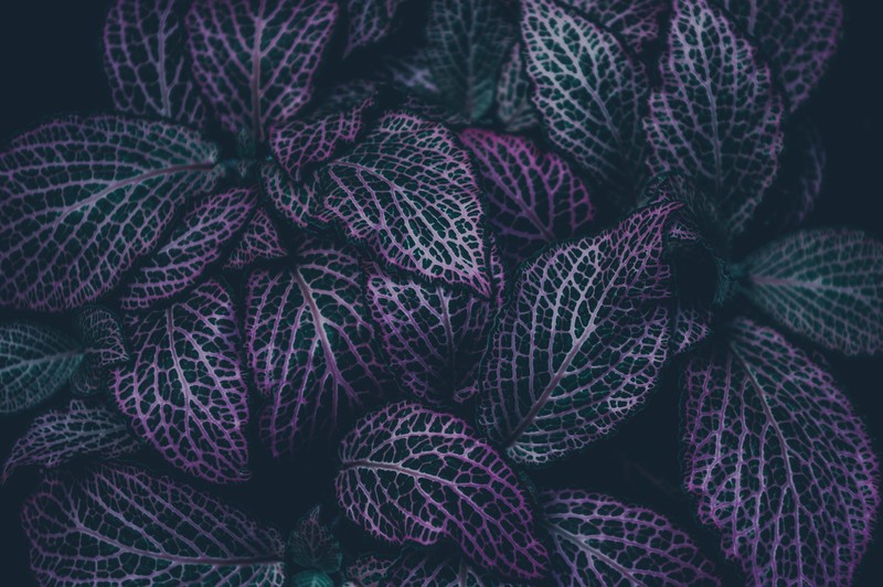 dark, emotion, nature, leaves, green, pink, spring, macro