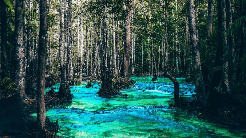 river, trees, flow, branches, 4k