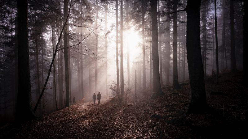 forest, fog, silhouettes, walk, autumn, couple, 4k