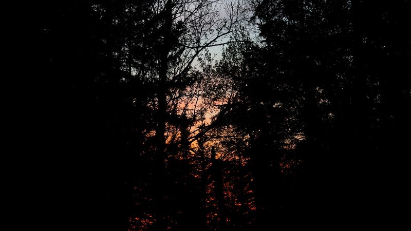 trees, branches, sunset, dark, forest, 4k