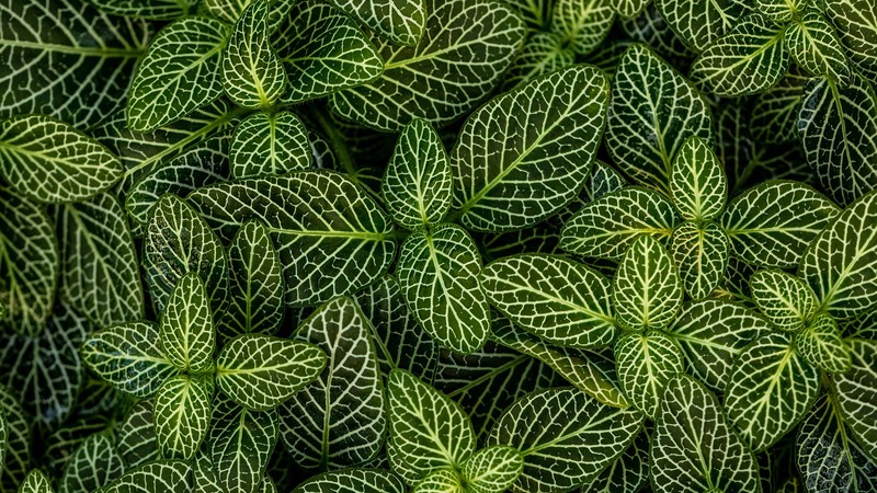 nature, plants, texture, green, leaves, macro