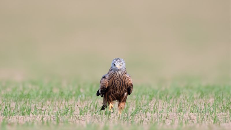 red kite, kite, predator, bird, 4k