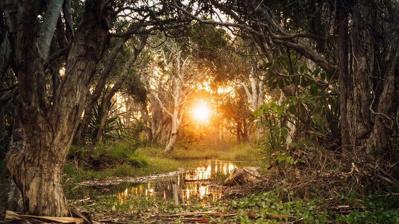 sun, forest, river, 4k