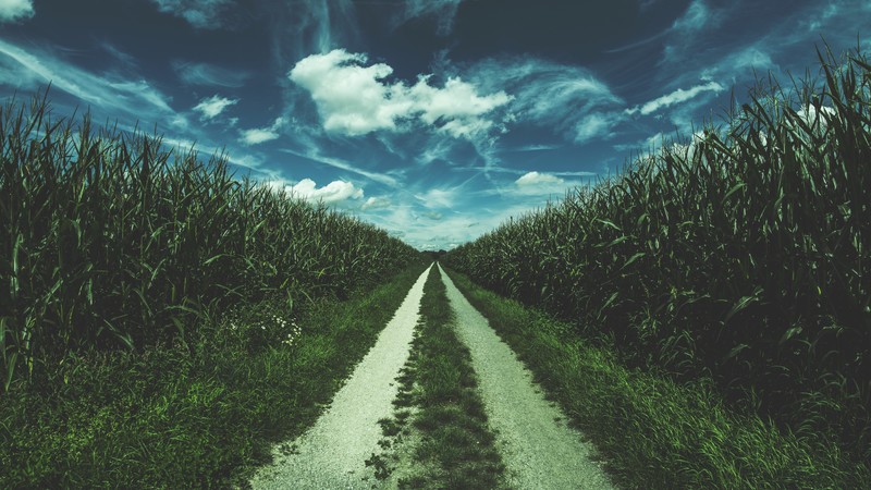road, sky, clouds, nature, cornfield, grass