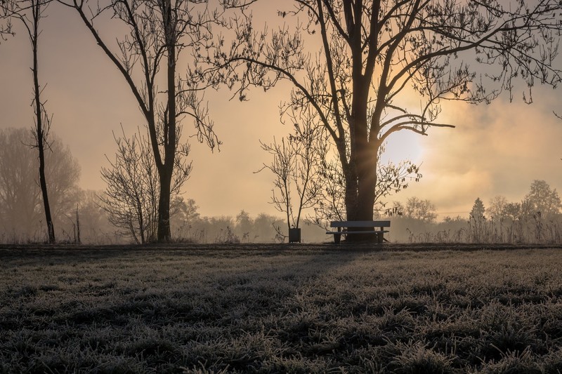 park, winter, Sun, cold, trees, outdoors, frost