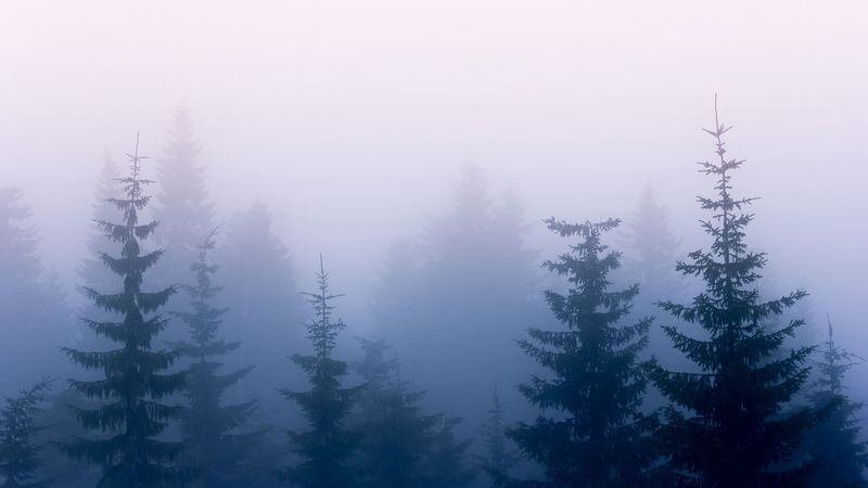 trees, fog, branches, sky, 4k