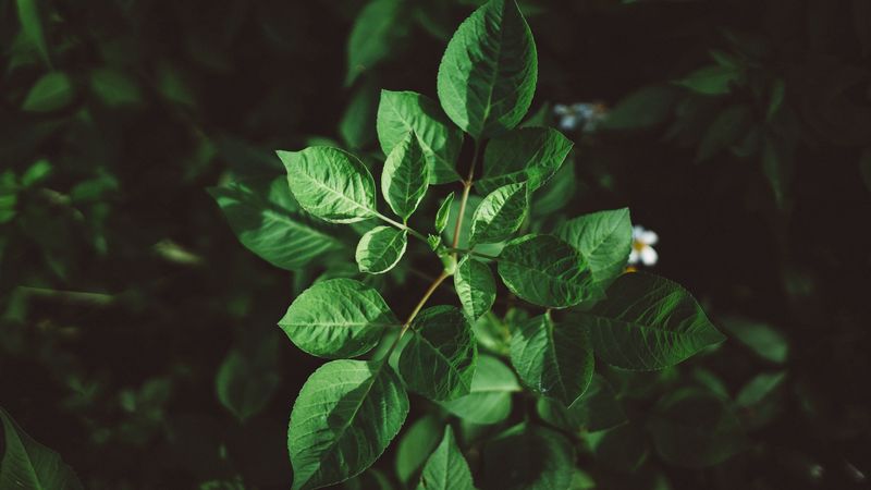 leaves, plant, green, vegetation, greens, 4k
