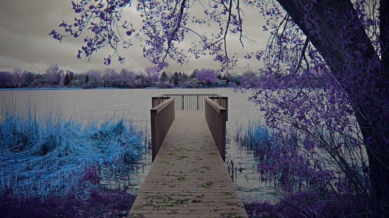 water, lake, trees, fall, nature, blue, purple, violet, turquoise, photography, digital art, digital, infrared