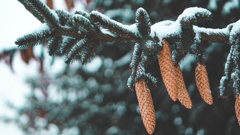 cones, fir, needles, branch, snow, 4k