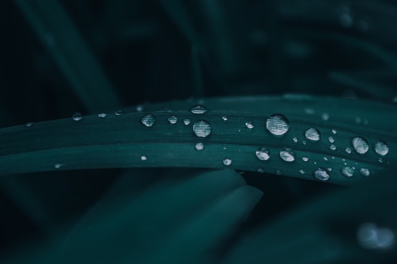 water drops, dark, emotion, leaves, storm, rain