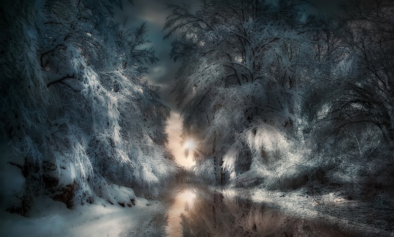 winter, nature, trees, snow