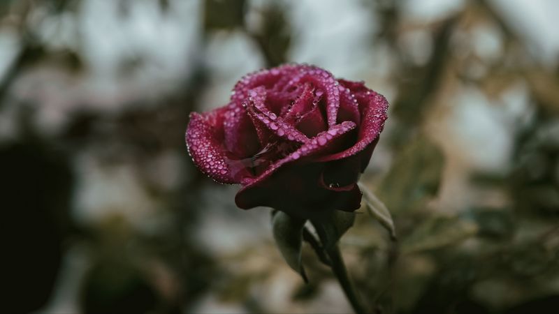 rose, drops, moisture, bud, liquid, blur, 4k