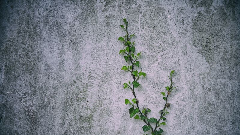 loach, plant, wall, 4k