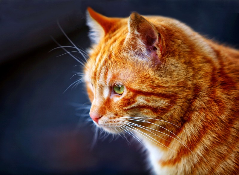 animal eyes, cat boy, cats, animals, mammals