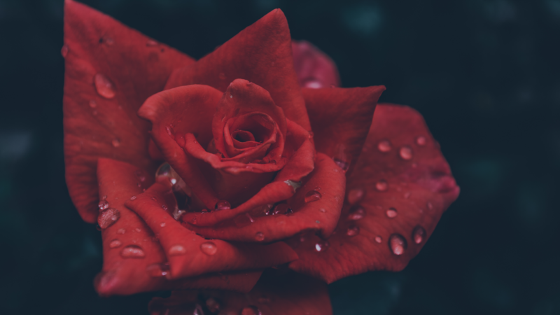 emotion, dark, rain, storm, rose, red