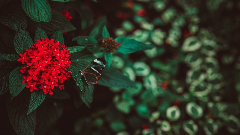 nature, flowers, butterflies, butterfly, depth of field, red flowers, leaves