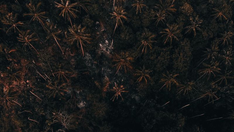 trees, palm trees, forest, 4k