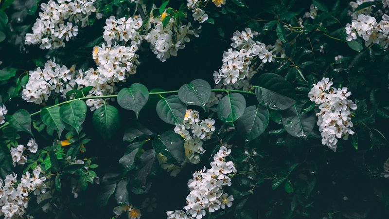flowers, white, bush, inflorescences, bloom, 4k