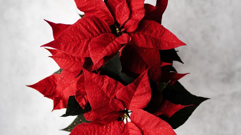 poinsettia, leaves, flower, red, 4k