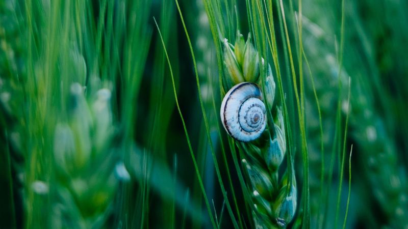 snail, shell, macro, ears, grass, green, 4k