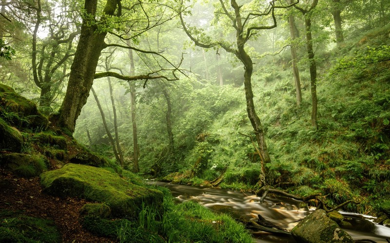 nature, forest, trees, outdoors, plants, long exposure, creeks