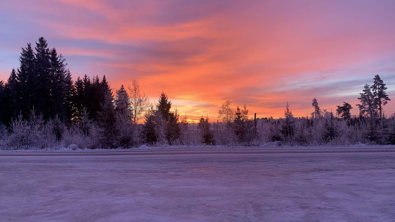 winter, horizon, dawn, snow, trees, sky, sunrise, 4k