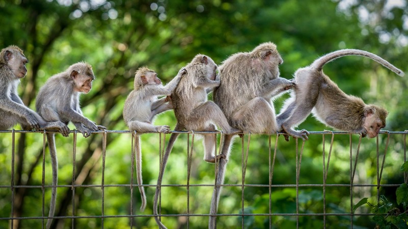 monkey, apes, animals, mammals