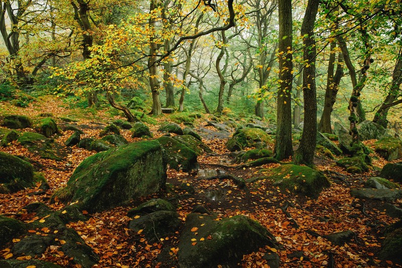 forest, trees, nature, plants, outdoors, fall, rocks, fallen leaves