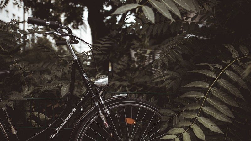 nature, plants, leaves, bicycle