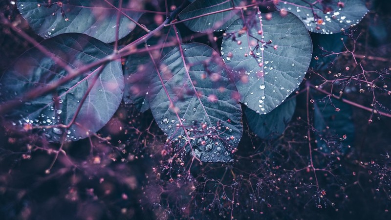 nature, plants, leaves, water drops