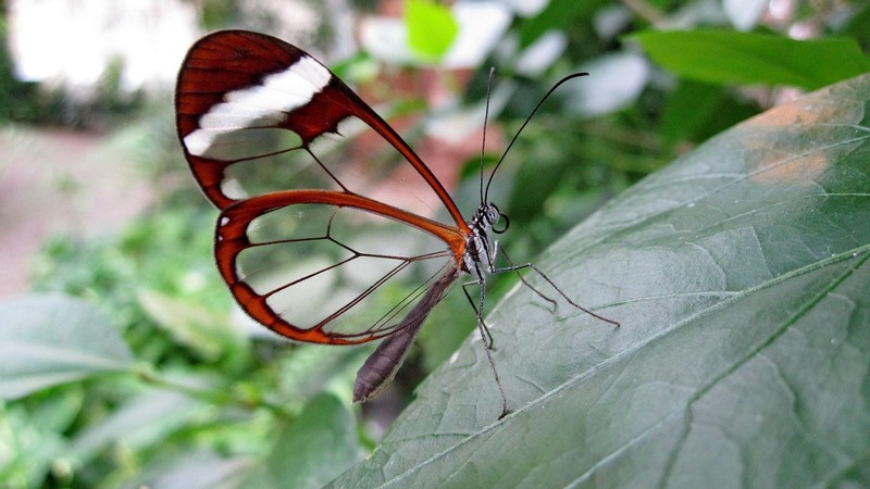 butterfly, photography, nature, insect, plants, green
