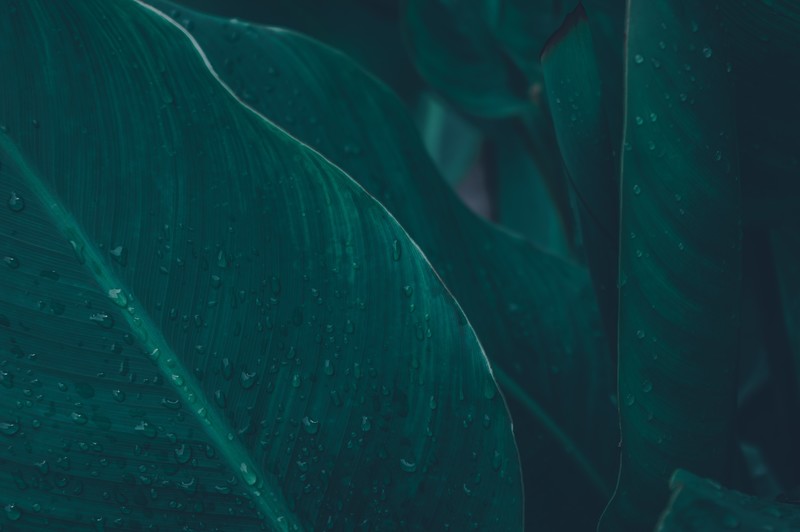 leaves, water drops, water, rain, macro
