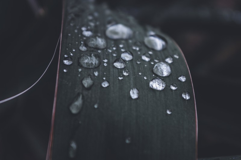 water drops, nature, rain, leaves, macro