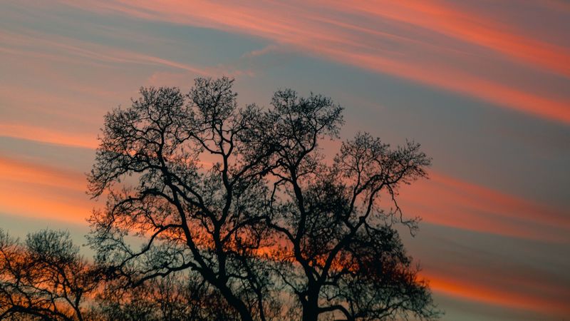 tree, branches, sky, clouds, sunset, stripes, 4k