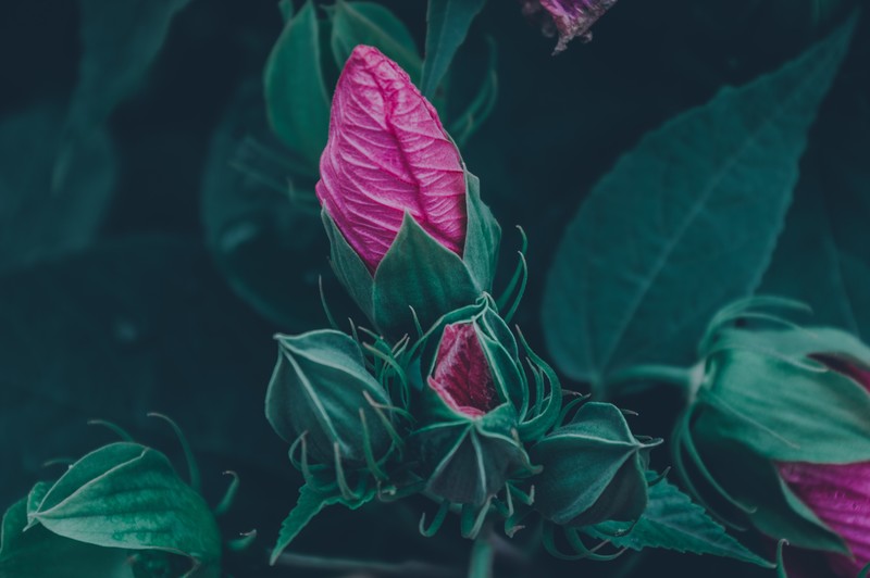 nature, leaves, blooming, flowers, pink, hibiscus