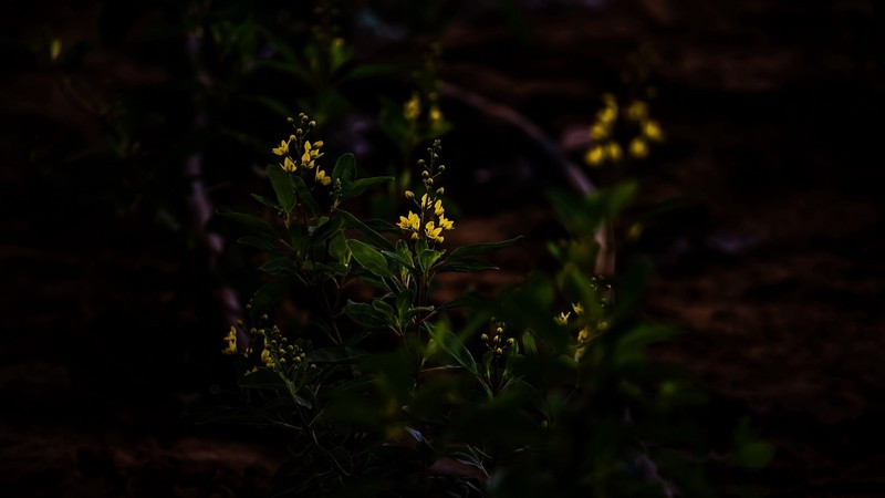 nature, leaves, flowers, yellow flower, depth of field, plants