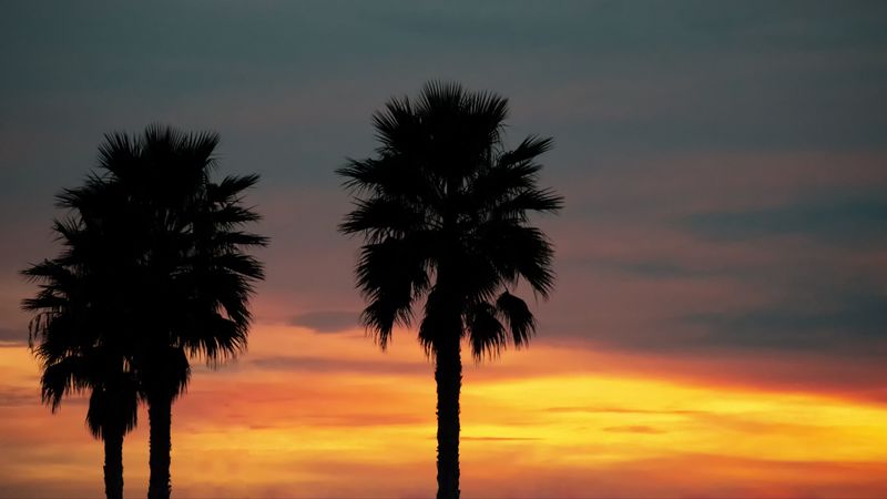 palm, sunset, palm trees, sky, tropics, 4k