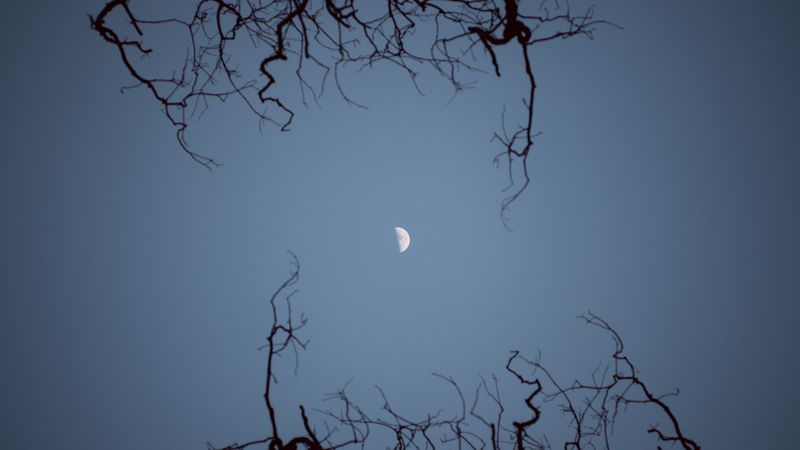 moon, branches, bottom view, night, sky, 4k