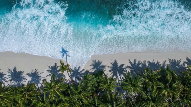 palm trees, ocean, aerial view, surf, wave, foam, 4k