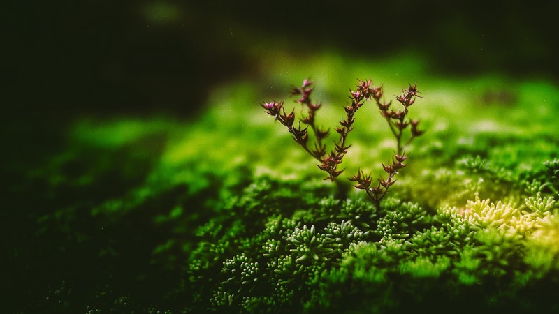 nature, plants, branch, grass, green, macro