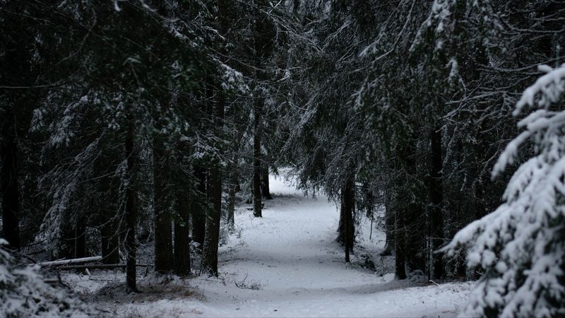 forest, winter, snow, trees, branches, 4k