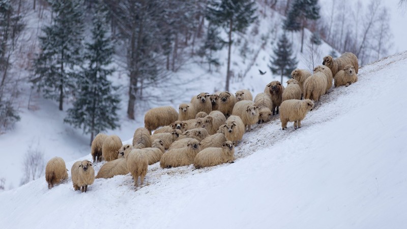 winter, outdoors, animals, snow, mammals, sheep