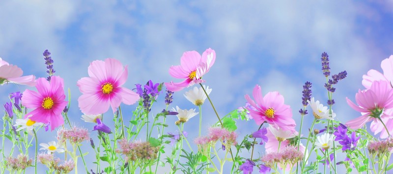 colorful, flowers, plants, outdoors, pink flowers