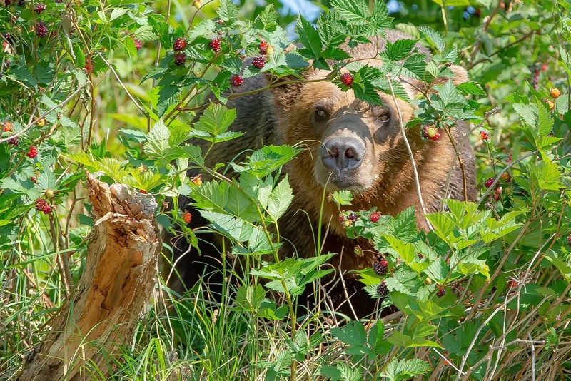 nature, plants, berries, bears, animals, mammals, red berries, shrubs, raspberries, hiding, looking at viewer, wildlife, dappled sunlight, sunlight, tree stump, grass, green, brown eyes