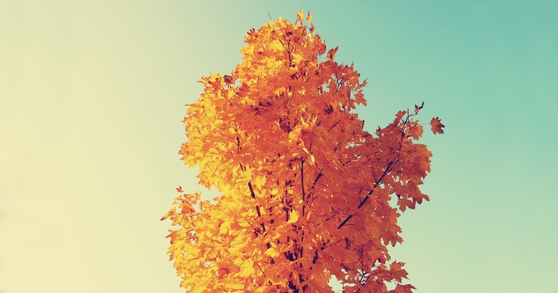 nature, trees, outdoors, fall, leaves, plants