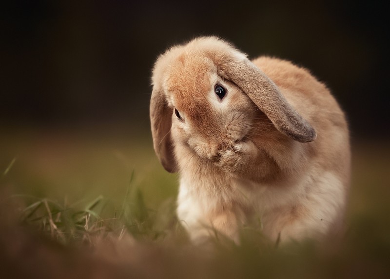 rabbits, animals, mammals