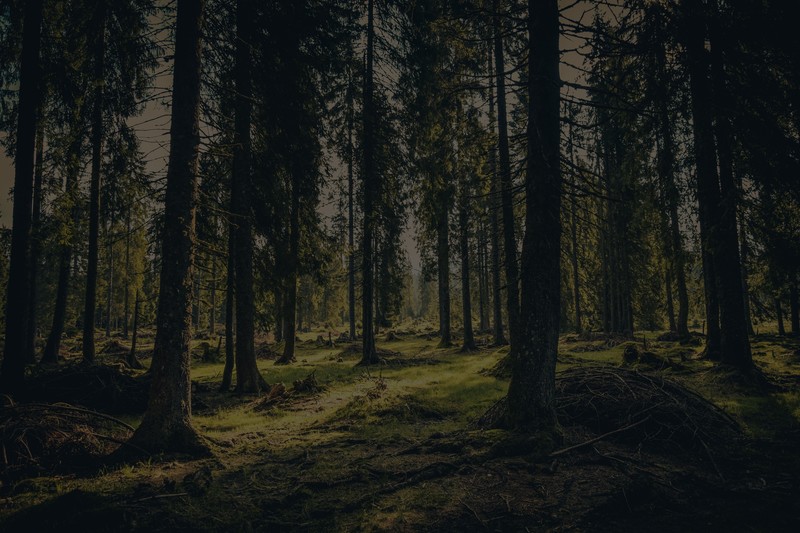 forest, nature, landscape, trees, grass